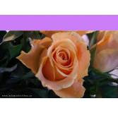 Geschenkkassette Weißer Pfeffer - Rosa Blume
